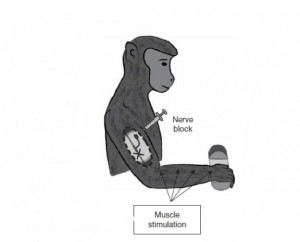 no need for wearables